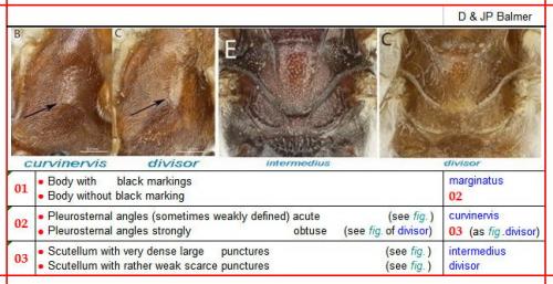 Eremotylus divers